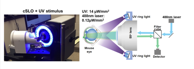 Hu Lab research In Vivo Light-evoked RCG imaging